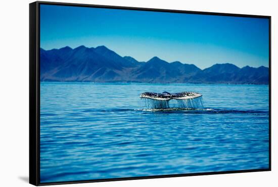 Grey Whales, Whale Watching, Magdalena Bay, Mexico, North America-Laura Grier-Framed Stretched Canvas