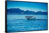 Grey Whales, Whale Watching, Magdalena Bay, Mexico, North America-Laura Grier-Framed Stretched Canvas