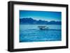 Grey Whales, Whale Watching, Magdalena Bay, Mexico, North America-Laura Grier-Framed Photographic Print