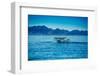 Grey Whales, Whale Watching, Magdalena Bay, Mexico, North America-Laura Grier-Framed Photographic Print