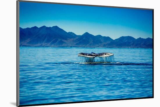 Grey Whales, Whale Watching, Magdalena Bay, Mexico, North America-Laura Grier-Mounted Photographic Print