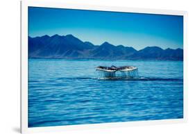 Grey Whales, Whale Watching, Magdalena Bay, Mexico, North America-Laura Grier-Framed Photographic Print