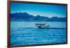 Grey Whales, Whale Watching, Magdalena Bay, Mexico, North America-Laura Grier-Framed Photographic Print