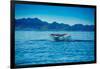 Grey Whales, Whale Watching, Magdalena Bay, Mexico, North America-Laura Grier-Framed Photographic Print