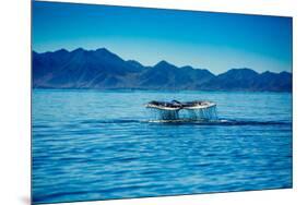 Grey Whales, Whale Watching, Magdalena Bay, Mexico, North America-Laura Grier-Mounted Premium Photographic Print