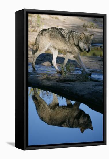 Grey Wolf and Reflection in Water-W^ Perry Conway-Framed Stretched Canvas