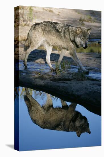 Grey Wolf and Reflection in Water-W^ Perry Conway-Stretched Canvas