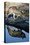 Grey Wolf and Reflection in Water-W^ Perry Conway-Stretched Canvas