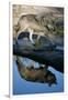 Grey Wolf and Reflection in Water-W^ Perry Conway-Framed Premium Photographic Print