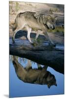 Grey Wolf and Reflection in Water-W^ Perry Conway-Mounted Premium Photographic Print