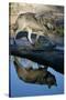 Grey Wolf and Reflection in Water-W^ Perry Conway-Stretched Canvas