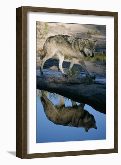 Grey Wolf and Reflection in Water-W^ Perry Conway-Framed Photographic Print