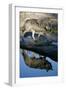 Grey Wolf and Reflection in Water-W^ Perry Conway-Framed Photographic Print