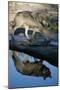 Grey Wolf and Reflection in Water-W^ Perry Conway-Mounted Photographic Print