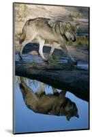 Grey Wolf and Reflection in Water-W^ Perry Conway-Mounted Photographic Print