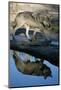 Grey Wolf and Reflection in Water-W^ Perry Conway-Mounted Photographic Print