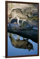 Grey Wolf and Reflection in Water-W^ Perry Conway-Framed Photographic Print