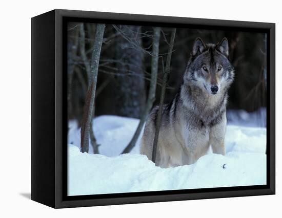 Grey Wolf, Canada-Art Wolfe-Framed Stretched Canvas