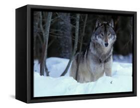 Grey Wolf, Canada-Art Wolfe-Framed Stretched Canvas