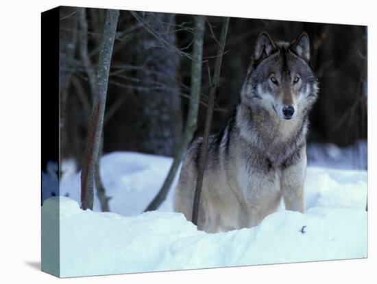 Grey Wolf, Canada-Art Wolfe-Stretched Canvas