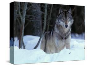 Grey Wolf, Canada-Art Wolfe-Stretched Canvas
