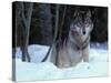 Grey Wolf, Canada-Art Wolfe-Stretched Canvas