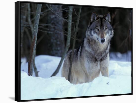 Grey Wolf, Canada-Art Wolfe-Framed Stretched Canvas