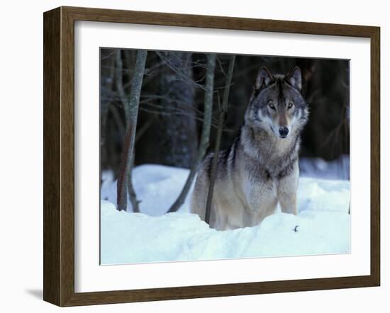 Grey Wolf, Canada-Art Wolfe-Framed Premium Photographic Print