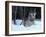 Grey Wolf, Canada-Art Wolfe-Framed Premium Photographic Print