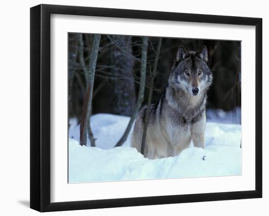 Grey Wolf, Canada-Art Wolfe-Framed Premium Photographic Print
