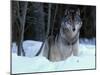 Grey Wolf, Canada-Art Wolfe-Mounted Premium Photographic Print