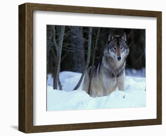 Grey Wolf, Canada-Art Wolfe-Framed Photographic Print