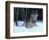 Grey Wolf, Canada-Art Wolfe-Framed Photographic Print