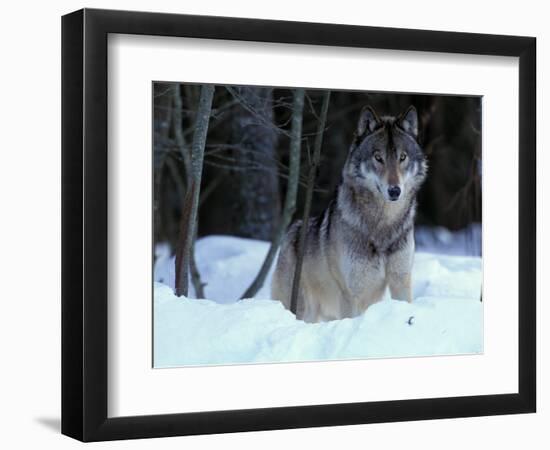 Grey Wolf, Canada-Art Wolfe-Framed Photographic Print