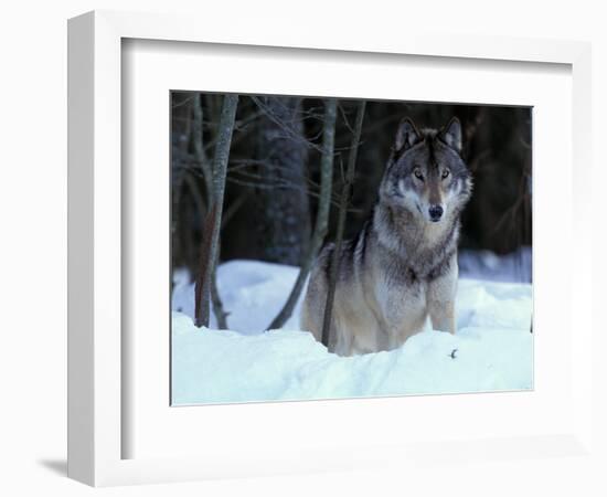 Grey Wolf, Canada-Art Wolfe-Framed Photographic Print