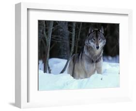 Grey Wolf, Canada-Art Wolfe-Framed Photographic Print