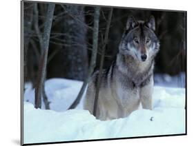 Grey Wolf, Canada-Art Wolfe-Mounted Photographic Print