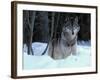 Grey Wolf, Canada-Art Wolfe-Framed Photographic Print