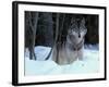 Grey Wolf, Canada-Art Wolfe-Framed Photographic Print