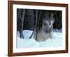 'Grey Wolf, Canada' Photographic Print - Art Wolfe | AllPosters.com