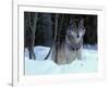 Grey Wolf, Canada-Art Wolfe-Framed Photographic Print