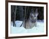 Grey Wolf, Canada-Art Wolfe-Framed Photographic Print