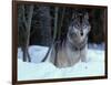 Grey Wolf, Canada-Art Wolfe-Framed Photographic Print