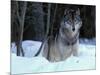 Grey Wolf, Canada-Art Wolfe-Mounted Photographic Print