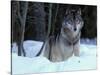 Grey Wolf, Canada-Art Wolfe-Stretched Canvas