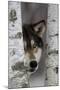 Grey Wolf (Canis lupus) adult, close-up of head, looking out from between birch trees, Minnesota-Paul Sawer-Mounted Photographic Print