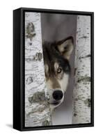 Grey Wolf (Canis lupus) adult, close-up of head, looking out from between birch trees, Minnesota-Paul Sawer-Framed Stretched Canvas