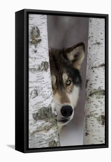 Grey Wolf (Canis lupus) adult, close-up of head, looking out from between birch trees, Minnesota-Paul Sawer-Framed Stretched Canvas