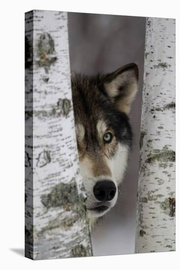 Grey Wolf (Canis lupus) adult, close-up of head, looking out from between birch trees, Minnesota-Paul Sawer-Stretched Canvas
