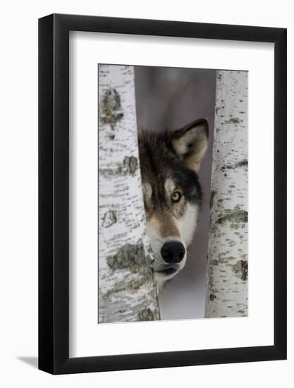 Grey Wolf (Canis lupus) adult, close-up of head, looking out from between birch trees, Minnesota-Paul Sawer-Framed Photographic Print